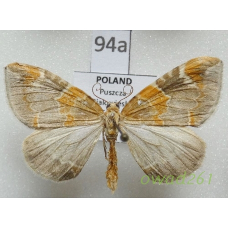 Eulithis pyropata (Hübner, 1809) Nacinek zorzyniak Poland94a